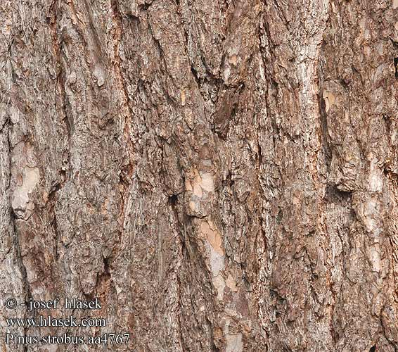Pinus strobus White pine Weymouths-fyr Strobusmänty Pin blanc
