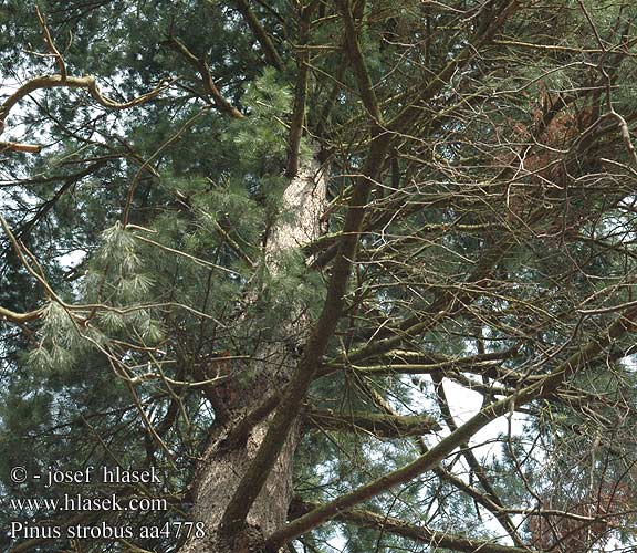 Pinus strobus Pino strobo Weymouths Kiefer Sosna wejmutka