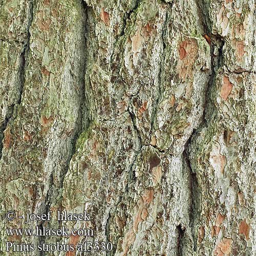 Pinus strobus borovice vejmutovka Pino blanco Weymouthtall