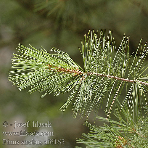 Pinus strobus White pine Pin blanc Pino strobo Borovice vejmutovka