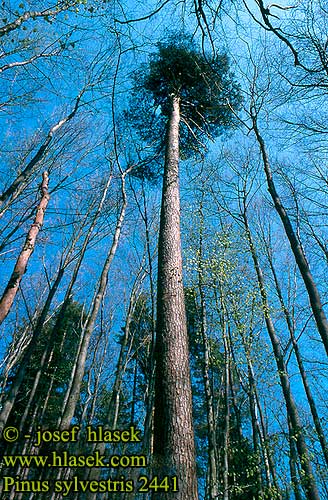 Pinus sylvestris Scotch Fir Skov-Fyr Skovfyr Mänty metsämänty