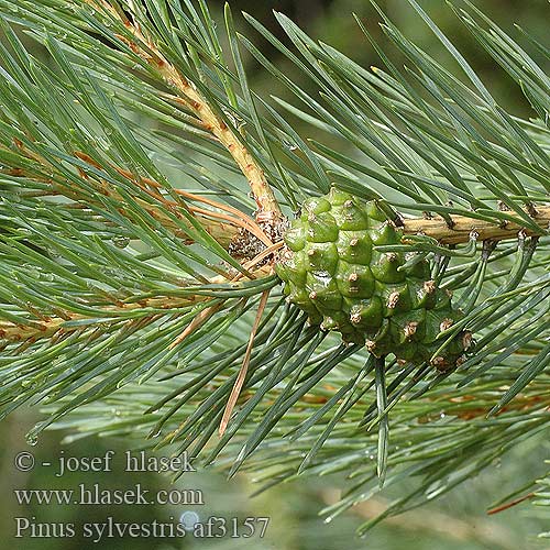 Pinus sylvestris Wald-Kiefer Wald-Föhre Kiefer Gemeine Föhre Gewöhnliche