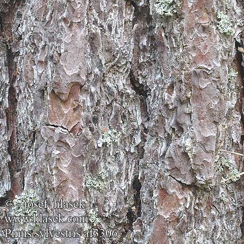 Pinus sylvestris borovica lesná borovice lesní Pino albar silvestre