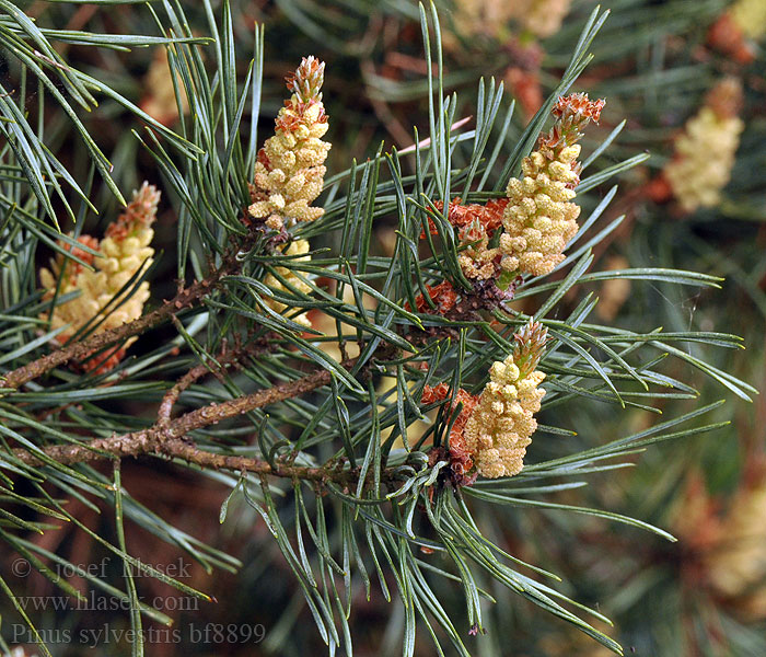 Pinus sylvestris Grove den