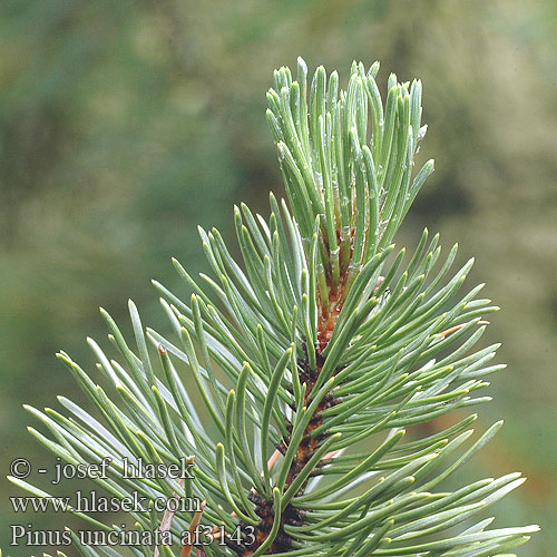 Pinus uncinata Borovice blatka Pino uncinado Pinus mugo rotundata
