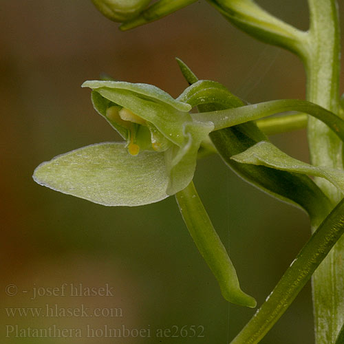 Holmboe's Butterfly Orchid Holmboes Waldhyazinthe
