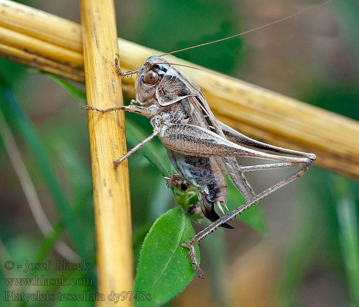 Braunfleckige Beißschrecke Dobbelsteensprinkhaan Platycleis tessellata