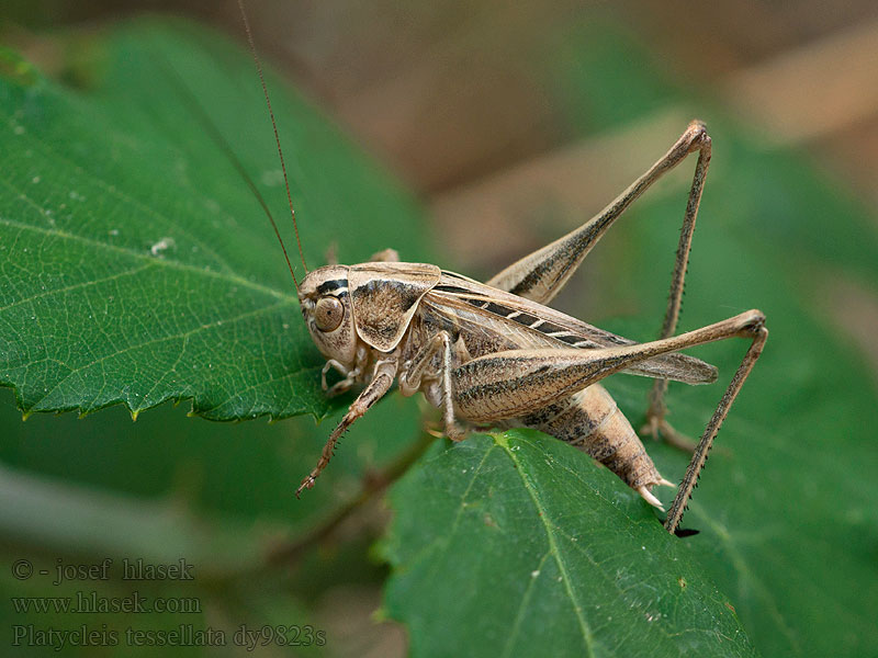 Dobbelsteensprinkhaan Platycleis tessellata