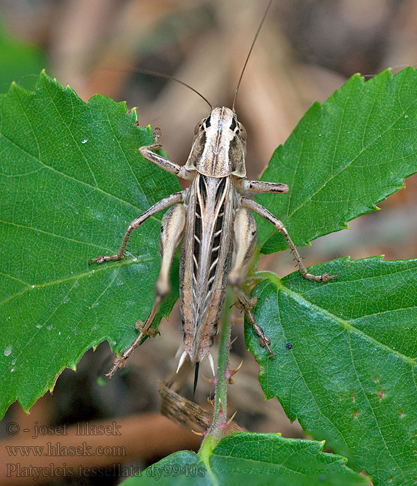 Platycleis tessellata Braunfleckige Beißschrecke Dobbelsteensprinkhaan