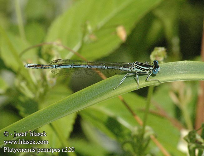 Platycnemis pennipes a320