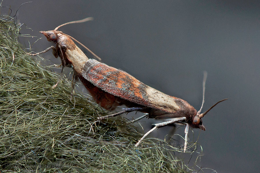 Dörrobstmotte Indianmeal moth Plodia interpunctella