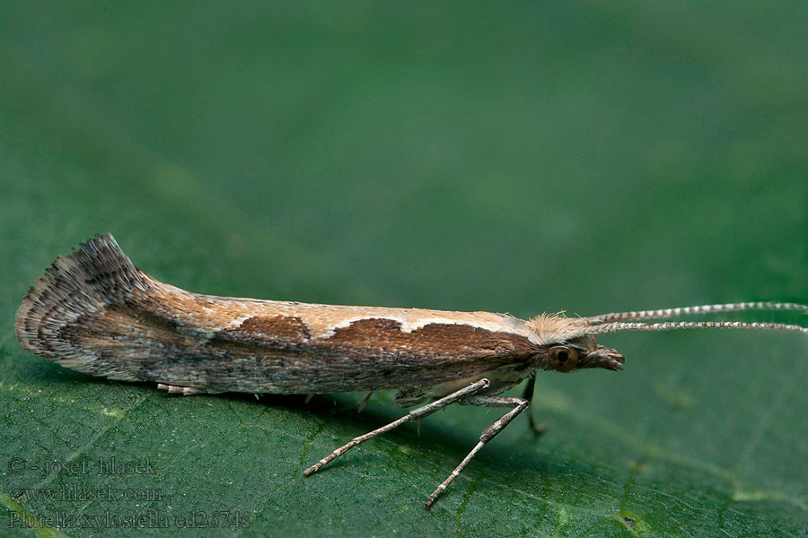 Diamondback moth Plutella xylostella