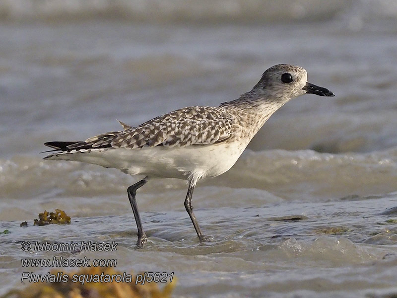 Black Bellied Plover Black-bellied Bullhead Gray Plover Pluvialis squatarola