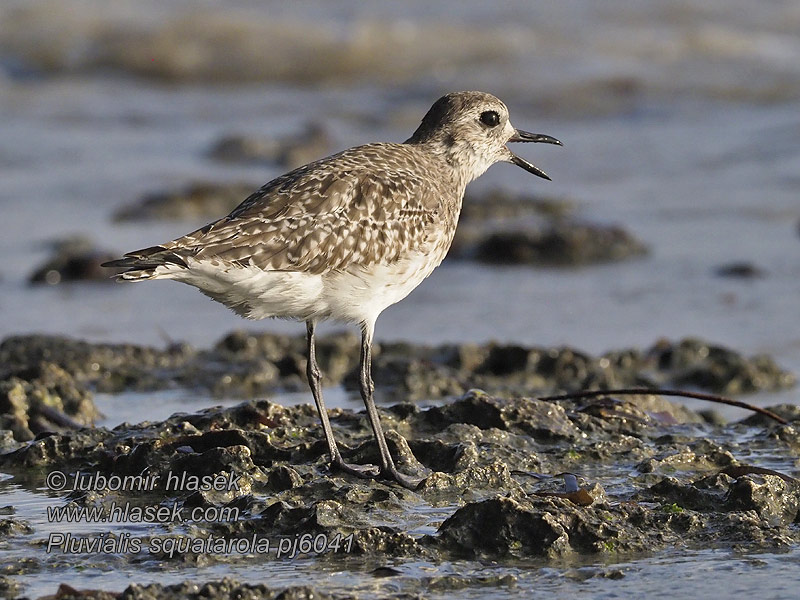 Cornicyll llwyd Cwtiad glas Strandhjejle Kiebitzregenpfeifer Pluvialis squatarola