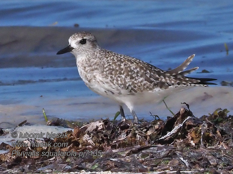 Grysstrandkiewiet الزقزاق الرمادي  الزقزاق الرمادي رهيز Pluvialis squatarola