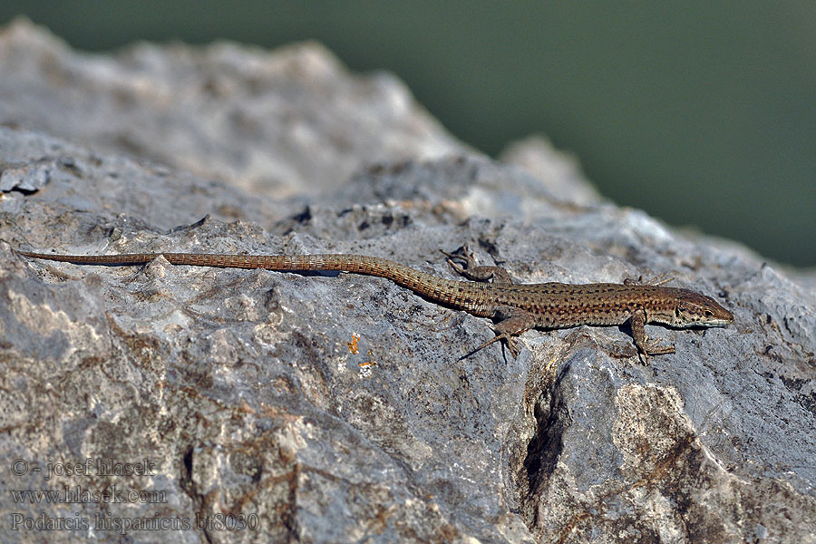 Ještěrka španělská Iberian wall lizard Podarcis hispanicus
