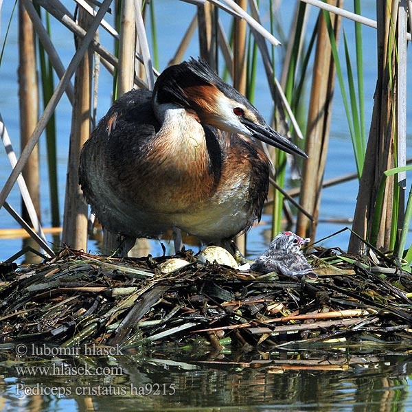 Podiceps cristatus Great Crested Grebe Great-crested