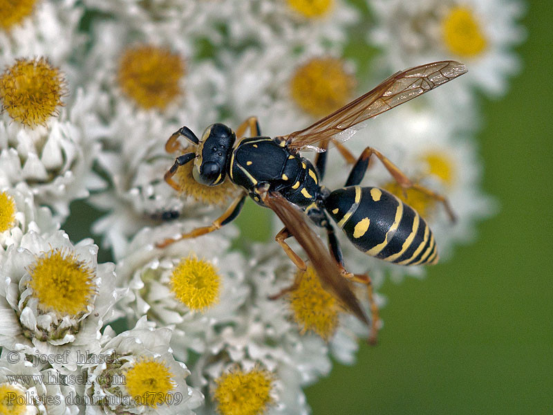 Polistes dominula Klecanka rdzaworożna Franse veldwesp European Paper Wasp