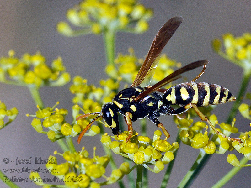 Polistes dominula