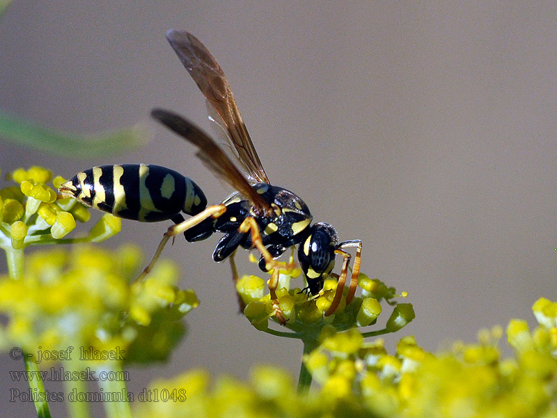 Polistes dominula