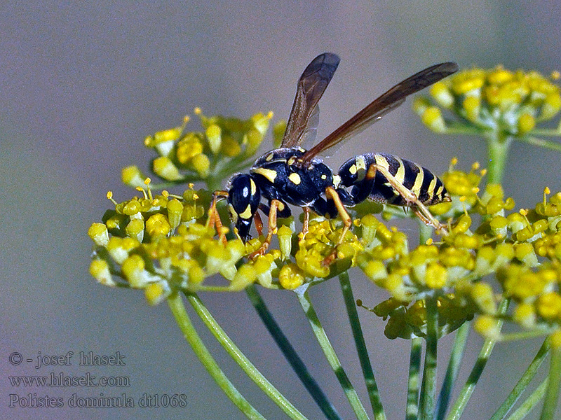 Polistes dominula