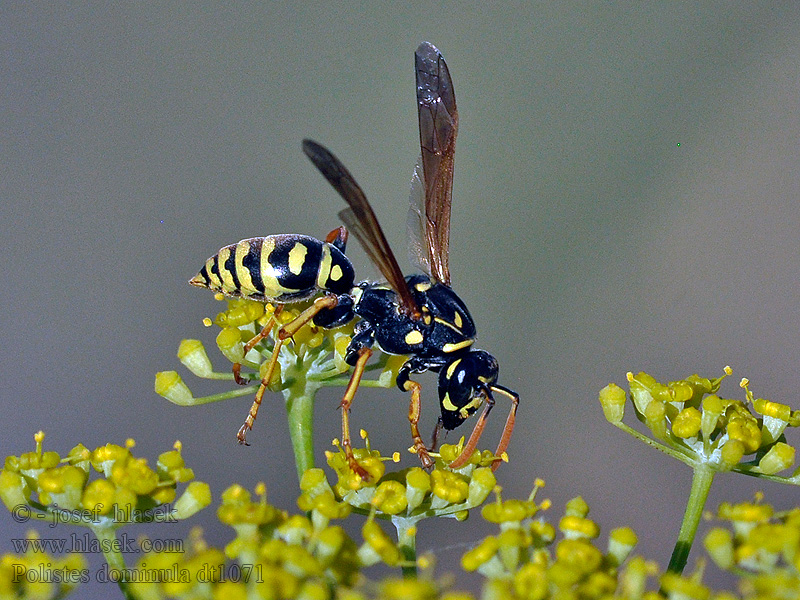 Polistes dominula