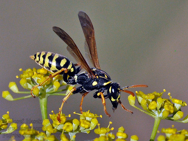 Polistes dominula