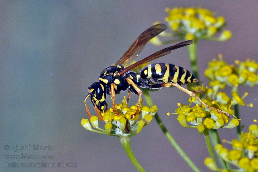 Polistes dominula