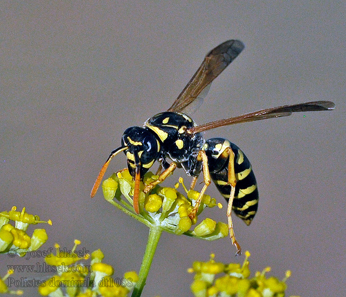 Polistes dominula