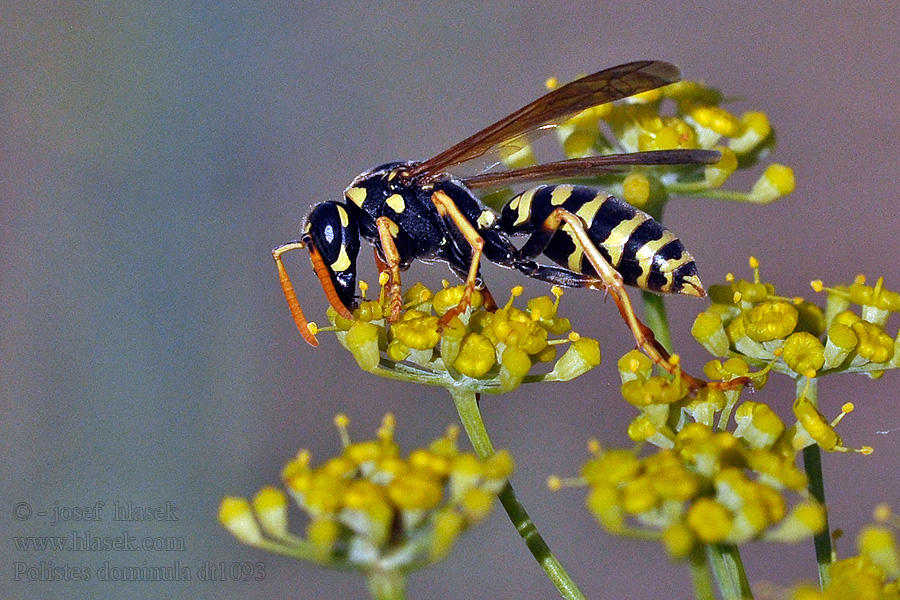 Polistes dominula