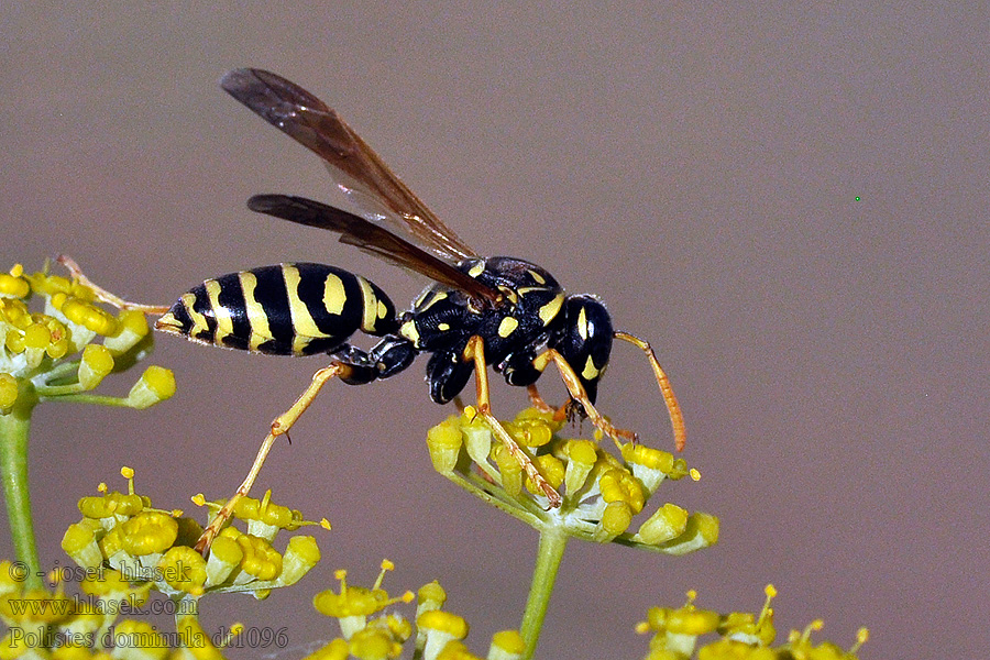 Polistes dominula