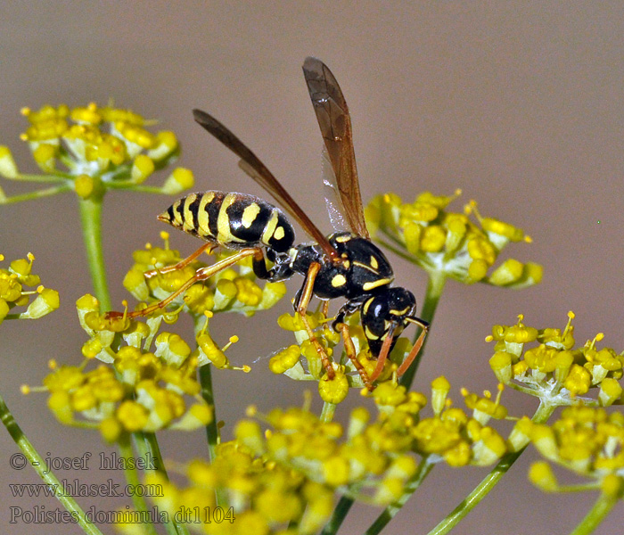 Polistes dominula