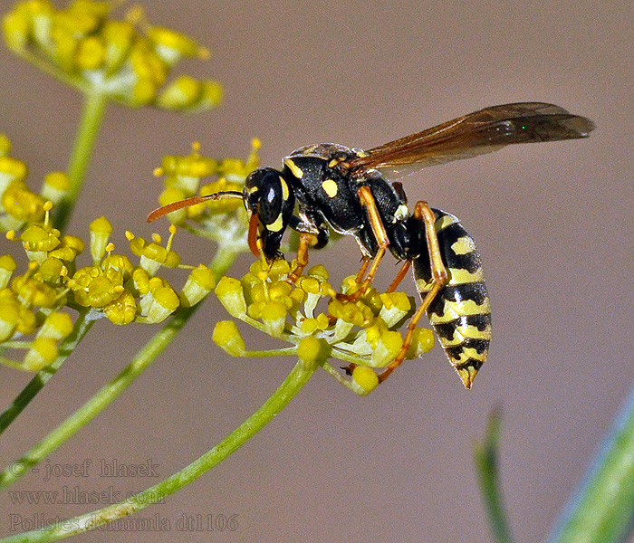 Polistes dominula