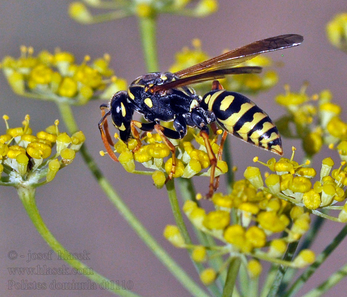 Polistes dominula