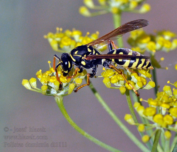 Polistes dominula