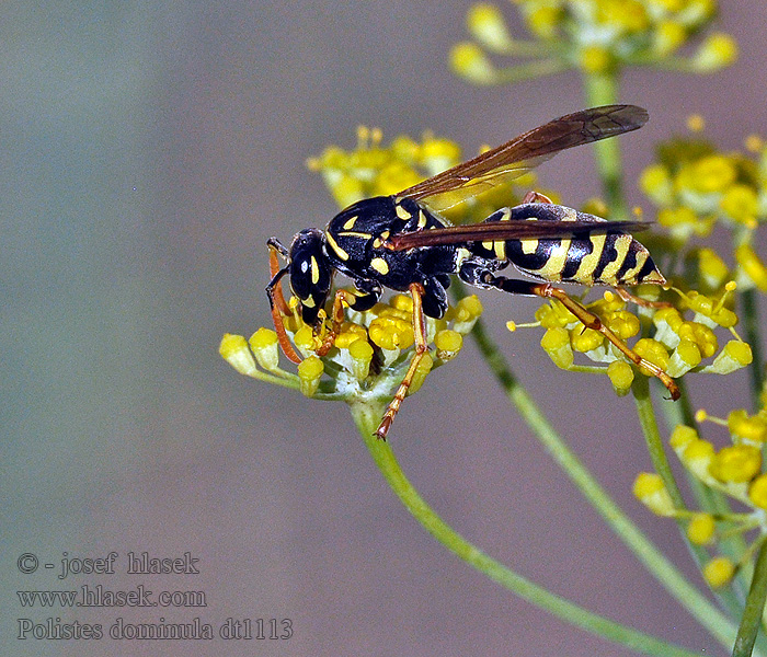 Polistes dominula gallicus