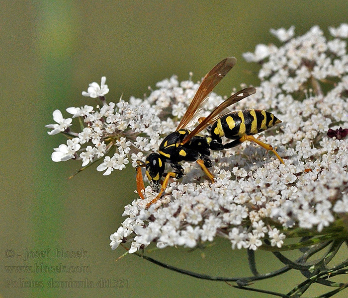 Avrupa kâğıt yaban arısı Polistes dominula gallicus