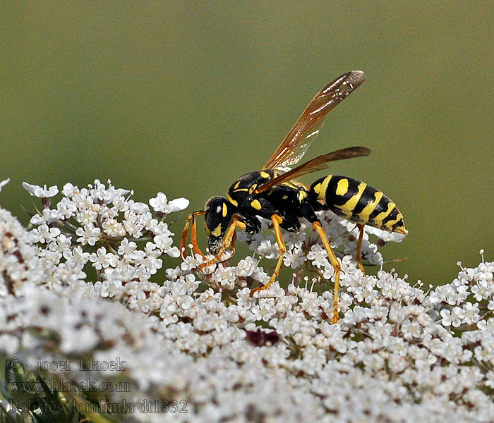 Huspappersgeting Polistes dominula gallicus