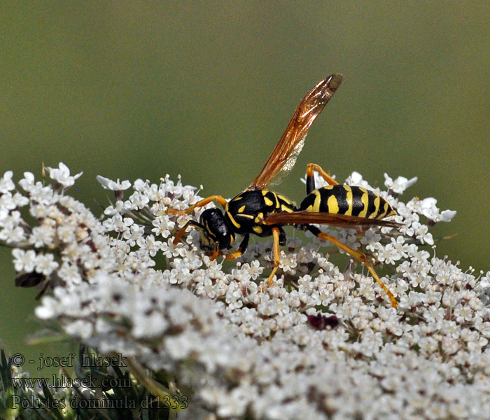 Osík francúzsky Polistes dominula gallicus