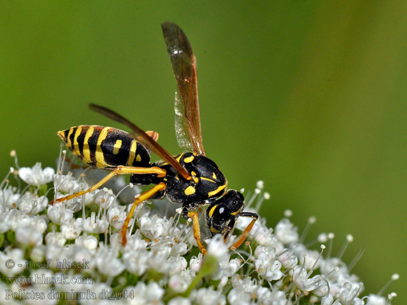 Déli papírdarázs Polistes dominula gallicus