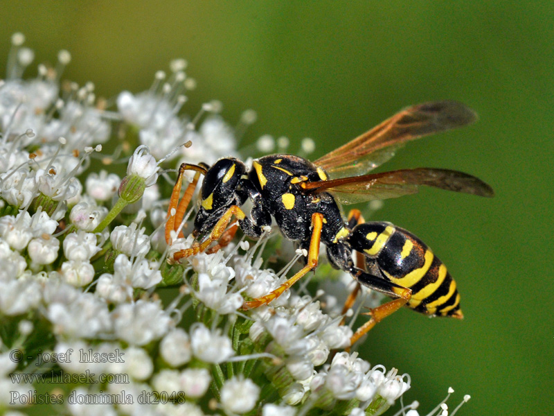 European Paper Wasp Polistes dominula gallicus