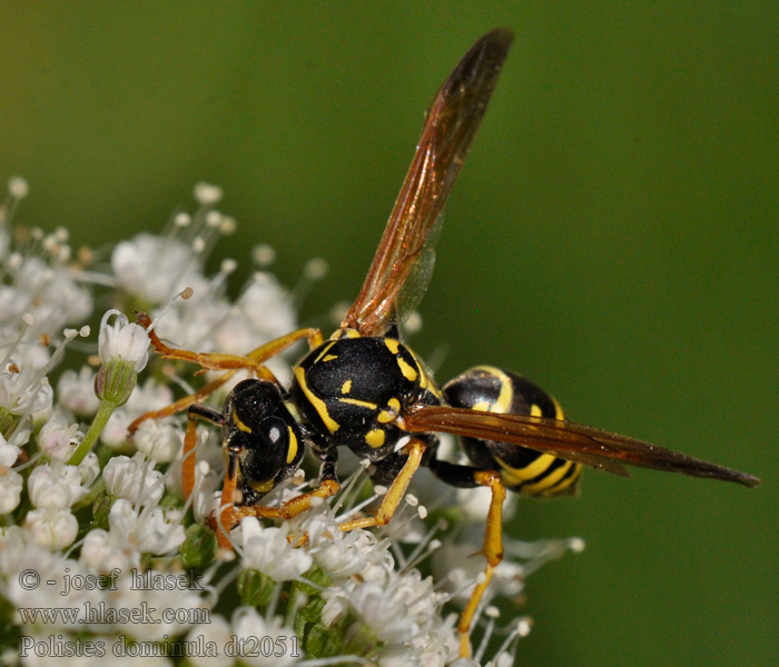 Franse veldwesp Polistes dominula gallicus