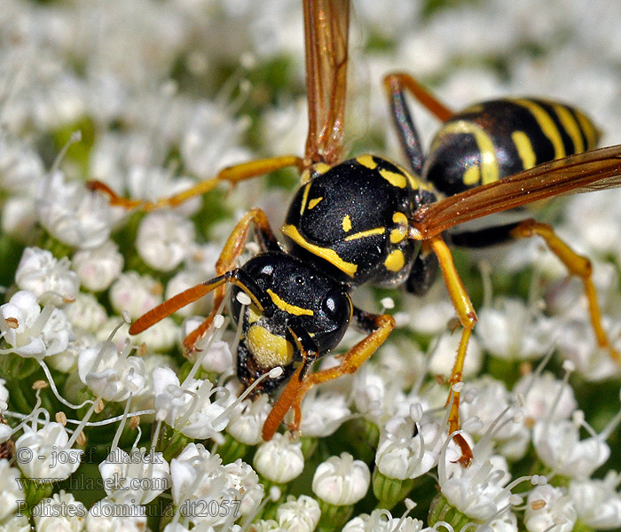 Klecanka rdzaworożna Polistes dominula gallicus