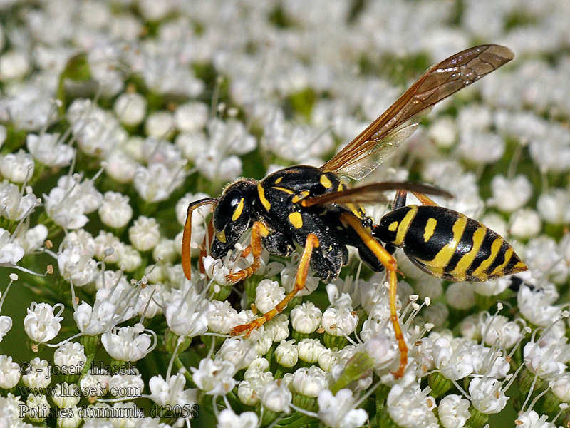 Gallische Feldwespe Polistes dominula gallicus