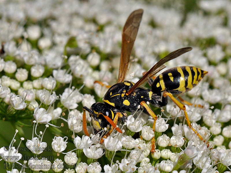 Vosík skvrnitý Polistes dominula gallicus