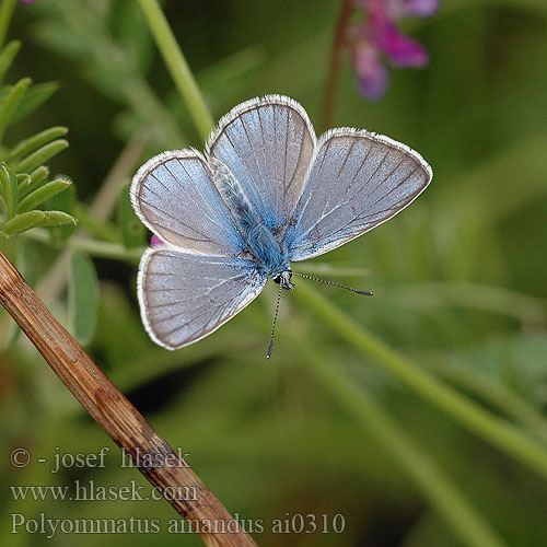 Polyommatus amandus Amanda's Blue L'azuré jarosse Csillogó boglárka