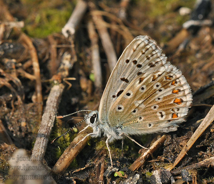 Modráčik obyčajný L'azuré commun Голубянка Икар Polyommatus icarus