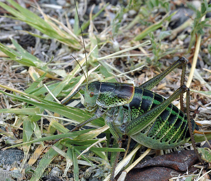 Polysarcus denticauda Fogasfarkú szöcske