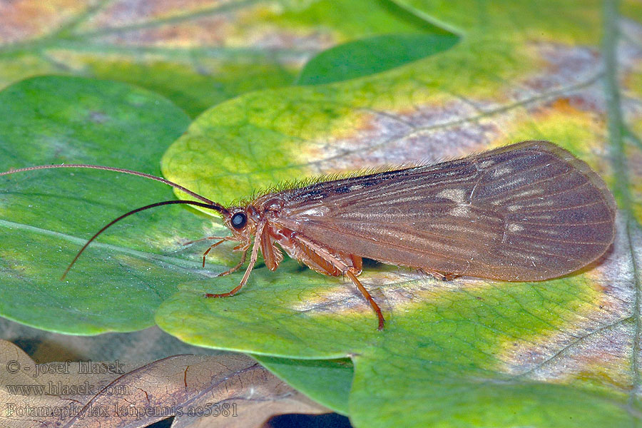 Potamophylax latipennis