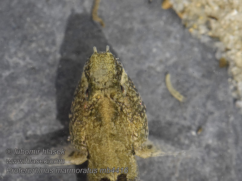 Marine tubenose goby Proterorhinus marmoratus